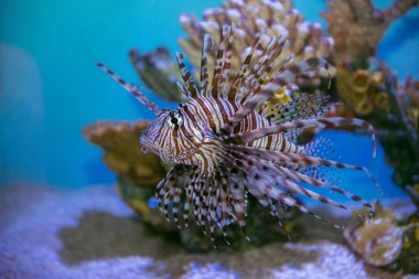 Su altında mercan resif üzerinde Yüzme aslan balığı (Pterois mombasae)