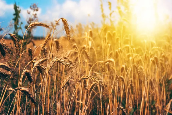 Wheat field rural nature scenery under shining sunlight. — Stock Photo, Image