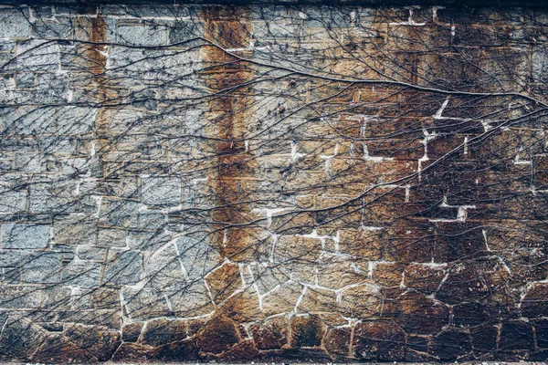 Старая старинная каменная кирпичная стена с плющом . — стоковое фото