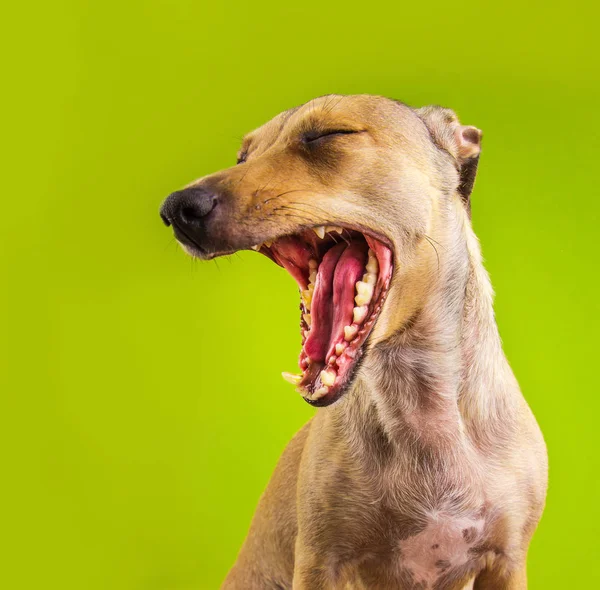 Funny small dog yawns with big open mouth — Stock Photo, Image