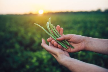 Çiftçi fasulye kırpma Hasattan önce yeşil sahada ayakta elinde tutan. Tarım Tohum Sanayi kavramı.