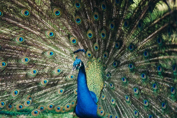 Close up of peacock showing its beautiful feathers. Beautiful peacock male displaying his tail. — Stock Photo, Image