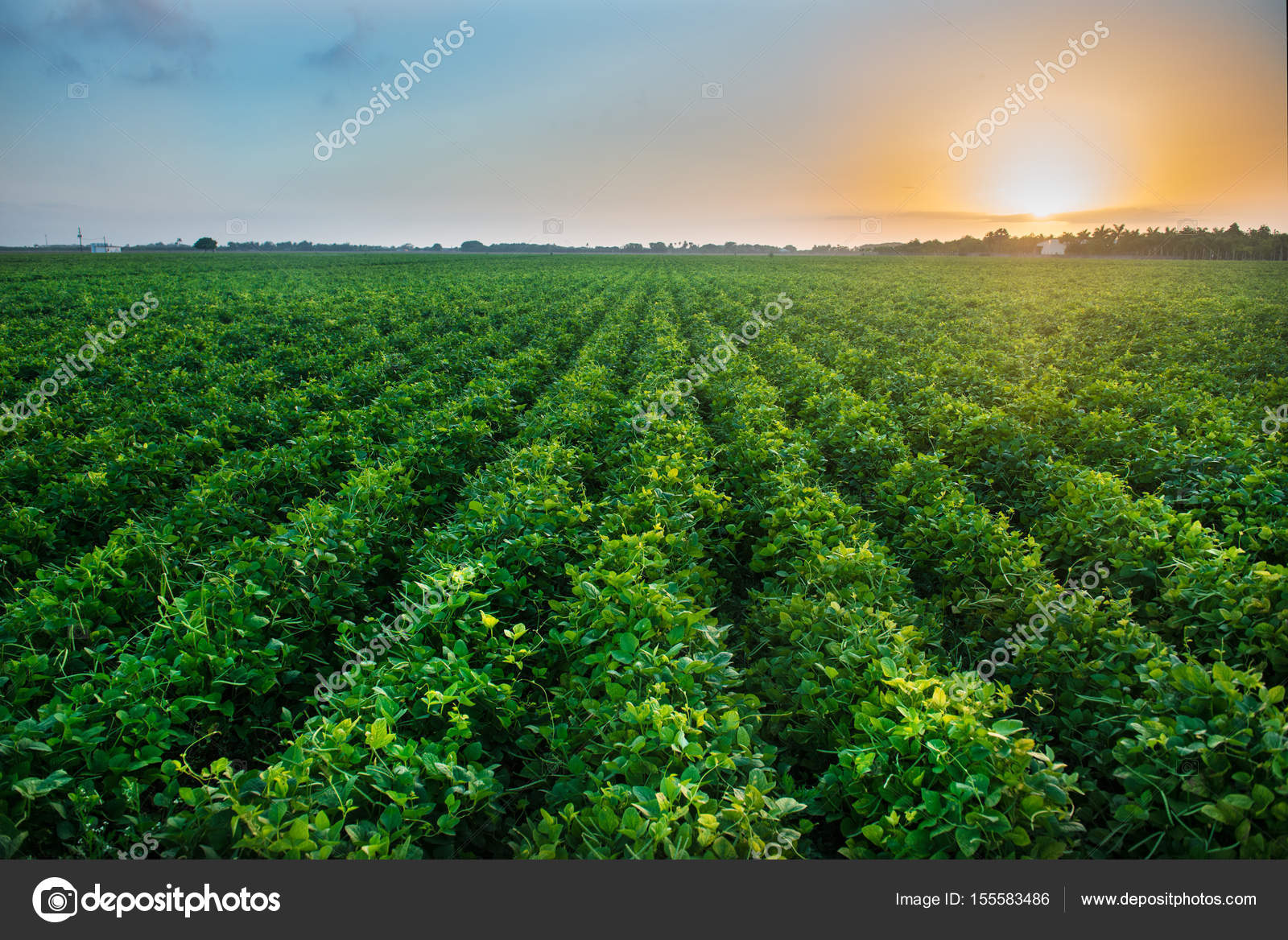 Green bean crop field on the farm before the harvest at sunset time
