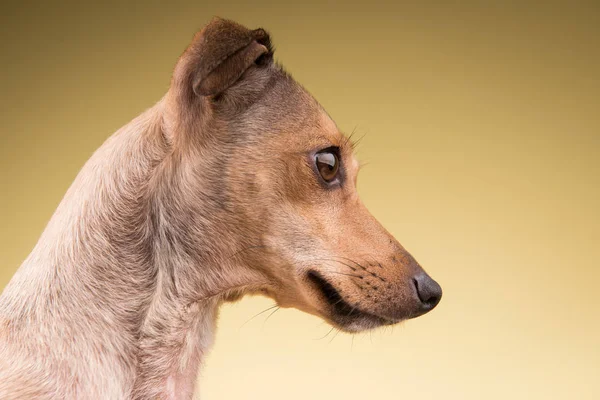 Pequeño perro hocico cara mirando a un lado —  Fotos de Stock