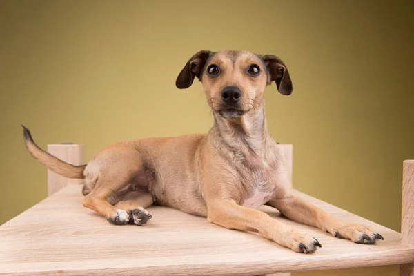 Pequeño perro lindo acostado en el escritorio de madera —  Fotos de Stock