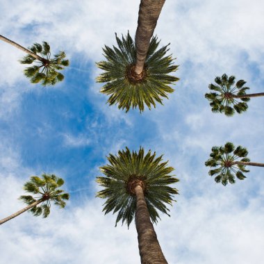 Kaliforniya palm Beverley Hills, Los Angeles'ta mavi gökyüzü karşı