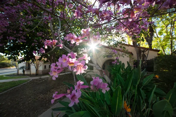 Schöne Landschaftsgestaltung Mit Blumenbäumen Und Pflanzen Bei Sonnenuntergang — Stockfoto