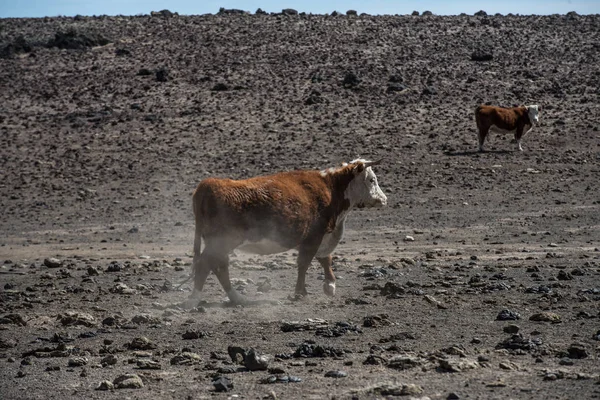 Cow Walking Empty Arid Desert Starving Food Water — Stock Photo, Image