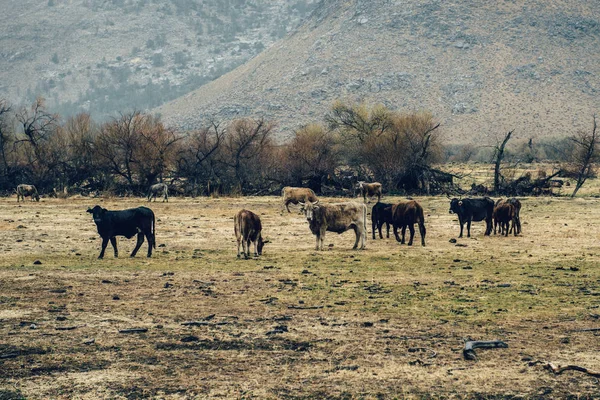 Herd Cows Grazing Meadow Mountains Peaceful Rural Nature Landscape Rainy — Stock Photo, Image