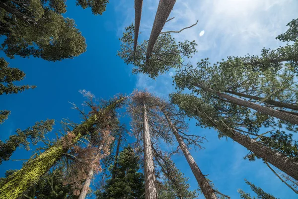 Tall Träd Skogen Mot Blå Himmel Yosemite National Park — Stockfoto