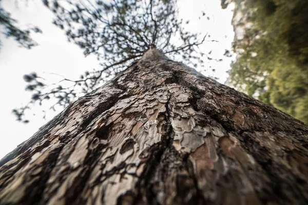 森で松の木の樹皮のクローズ アップ写真 — ストック写真
