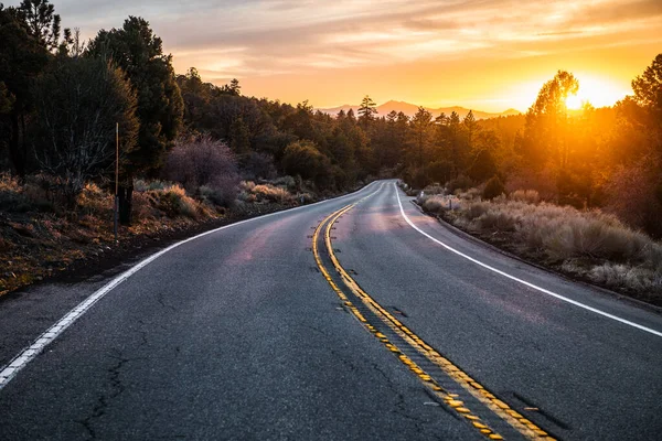 Scenic Asphalt Country Road Sunset Time Forest — Stock Photo, Image