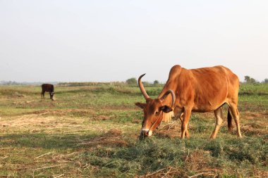 Tarlada ot yiyen meraklı inek.