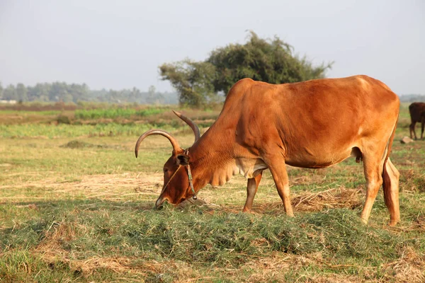 Vaca curiosa comiendo hierba en el campo — Foto de Stock