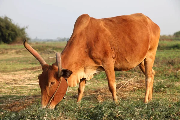Любопытная корова ест траву на поле — стоковое фото