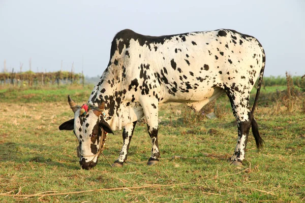 Любопытная корова ест траву на поле — стоковое фото