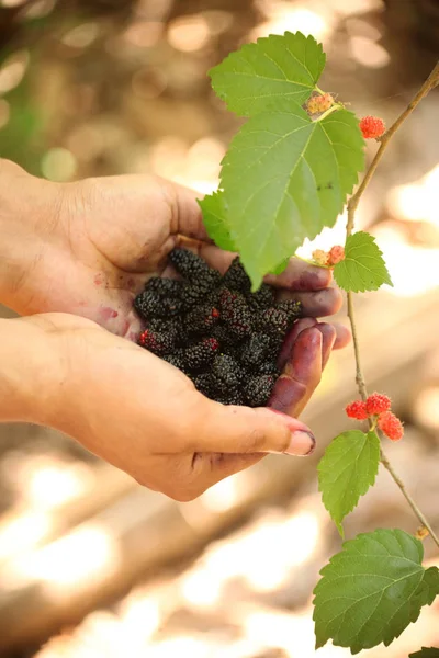 Fresh mulberries on hand — Stock Photo, Image