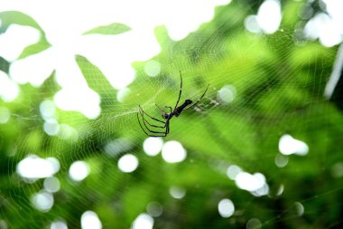 örümcek web, üstten görünüm