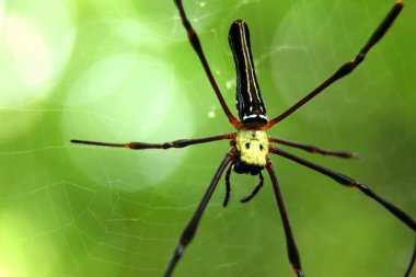 örümcek web, üstten görünüm