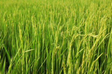 Genç kulakları yeşil alanda pirinç.