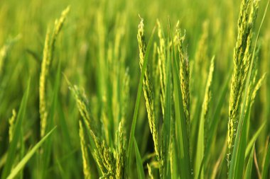 Genç kulakları yeşil alanda pirinç.