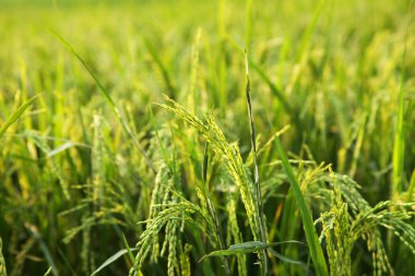 Genç kulakları yeşil alanda pirinç.