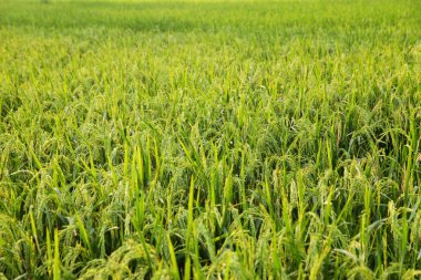 Genç kulakları yeşil alanda pirinç.