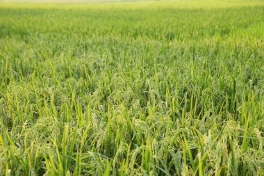 Genç kulakları yeşil alanda pirinç.