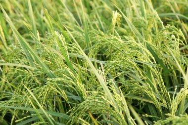 Genç kulakları yeşil alanda pirinç.