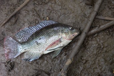 Tatlı su balık ıslak zeminde