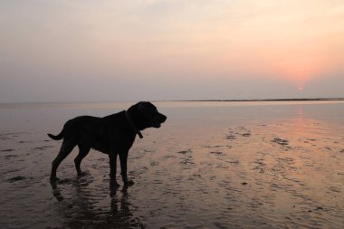 Plajda oynayan siyah labrador köpek silüeti