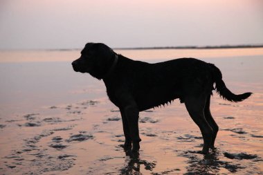 Plajda oynayan siyah labrador köpek silüeti