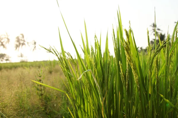 Jonge Rijst Oren Het Groene Veld — Stockfoto