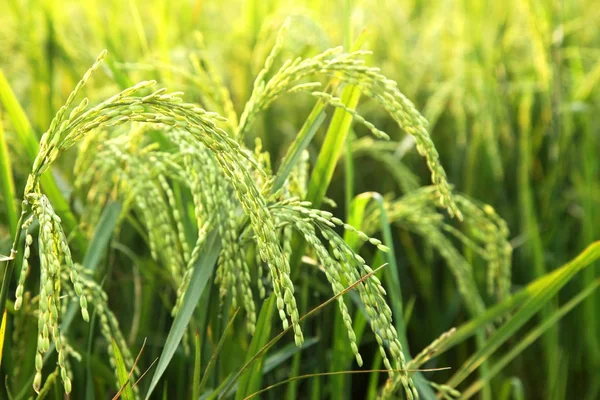 Genç kulakları yeşil alanda pirinç.