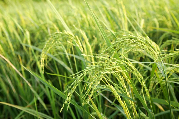 Genç kulakları yeşil alanda pirinç.