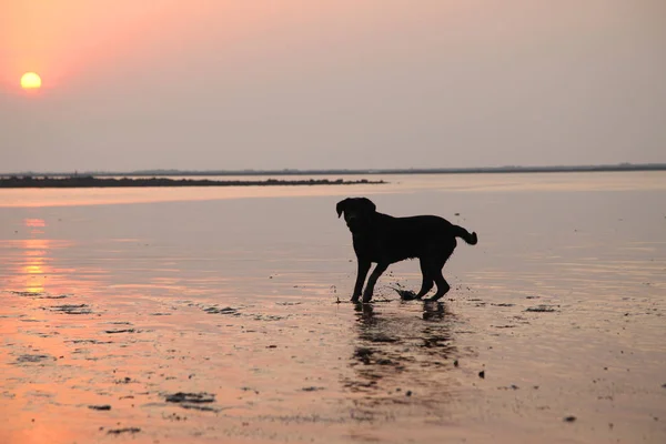 Plajda oynayan siyah labrador köpek silüeti