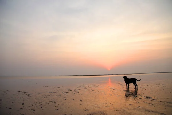Silhouette Black Labrador Dog Playing Beach — Stock Photo, Image