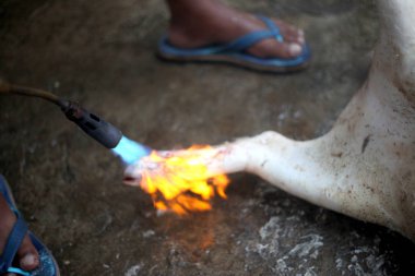 Kırsal alanda bir katliam domuz uçlarını temizleme kıllarını yaktım