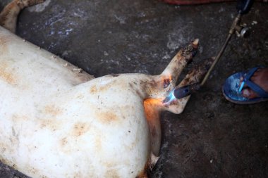 Kırsal alanda bir katliam domuz uçlarını temizleme kıllarını yaktım