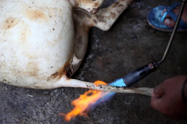 Limpieza Del Cabello Quemado Cerdo Sacrificado Una Zona Rural — Foto de Stock