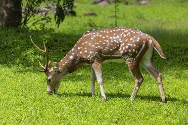 Cheetal ya da chital geyiği, ayrıca yemyeşil orman çayırlarında benekli geyik olarak da bilinir. Geyik ailesi