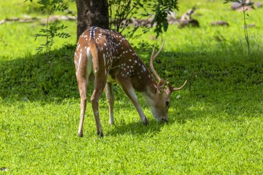 Cheetal ya da chital geyiği, ayrıca yemyeşil orman çayırlarında benekli geyik olarak da bilinir. Geyik ailesi