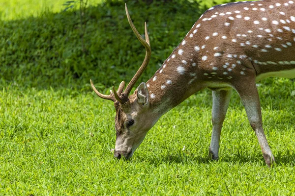 Chevreuils Guépards Chevreuils Également Connus Sous Nom Cerfs Tachetés Dans — Photo