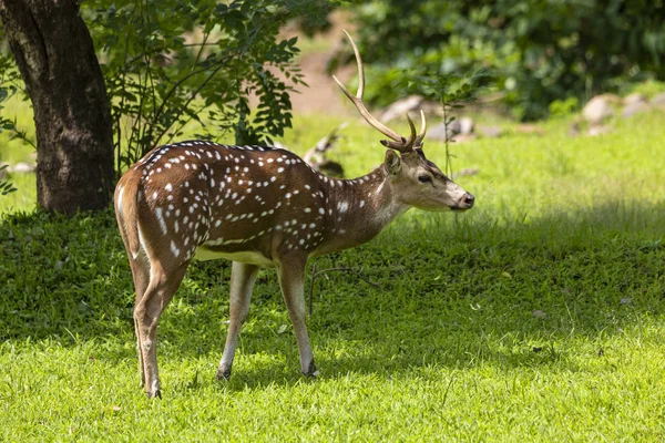 Chevreuils Guépards Chevreuils Également Connus Sous Nom Cerfs Tachetés Dans — Photo