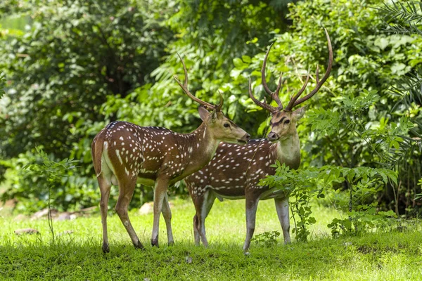 在茂密的森林草地上也被称为斑鹿的小鹿或小鹿 Deer Family — 图库照片