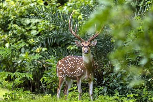 Cheetal Chital Deer Also Known Spotted Deer Lush Forest Meadow — Stock Photo, Image