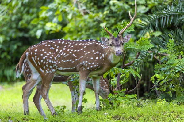 Jeleń Cheetal Lub Chital Znany Również Jako Plamisty Jeleń Bujnej — Zdjęcie stockowe