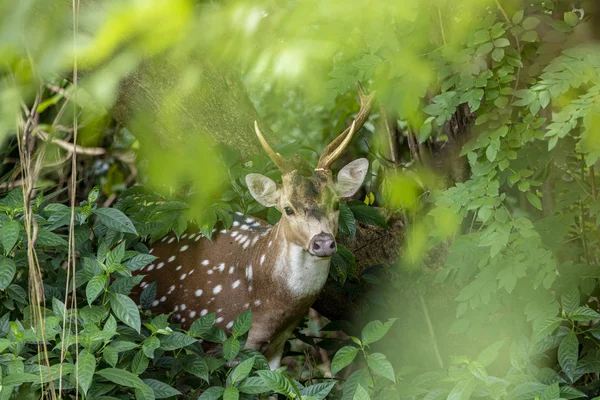 Cheetal Chital Deer Ook Bekend Als Gevlekte Herten Weelderige Bosweide — Stockfoto