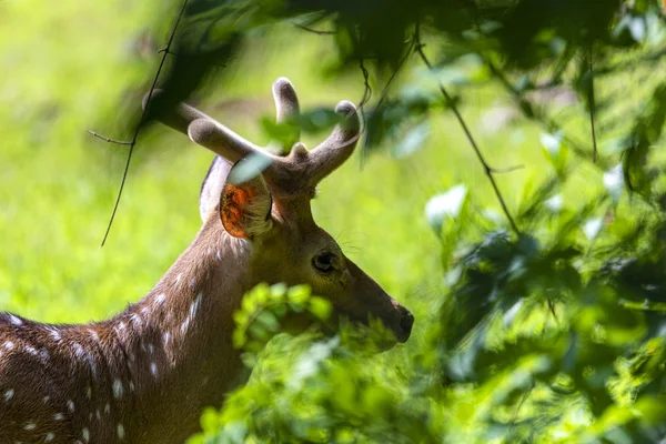 Chevreuils Guépards Chevreuils Également Connus Sous Nom Cerfs Tachetés Dans — Photo