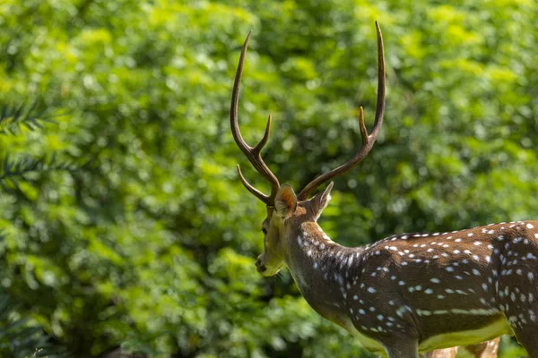 Chevreuils Guépards Chevreuils Également Connus Sous Nom Cerfs Tachetés Dans — Photo